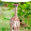 Sierkussen - Baby Giraffe Planten - Multicolor - 40 Cm X 40 Cm