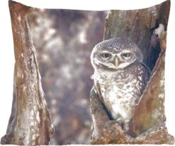 Sierkussens - Kussentjes Woonkamer - 60x60 Cm - Uil - Boom - Bos