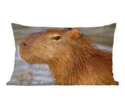 Sierkussens - Kussen - Een Close Up Van Het Hoofd Van Een Capibara - 50x30 Cm - Kussen Van Katoen