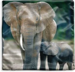 Kussenhoes 40x40 Cm - Baby Olifant Die Gevoed Wordt Door Zijn Moeder - Katoen / Polyester - Voor Binnen