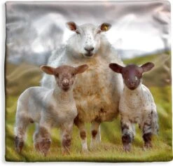 Kussenhoes 45x45 Cm - Schapen - Gras - Portret - Katoen / Polyester - Voor Binnen