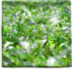 Kussenhoes 60x60 Cm - Groene Planten Op Ondergrond Van Tropisch Gebied - Katoen / Polyester - Voor Binnen