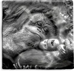 Kussenhoes 60x60 Cm - Liefdevolle Orang-oetan Met Jong In Zwart-wit - Katoen / Polyester - Voor Binnen