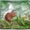Kussenhoes 50x50 Cm - Eekhoorn - Bos - Mos - Katoen / Polyester - Voor Binnen -Pillowmonkey 1200x1151 218