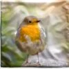Kussenhoes 40x40 Cm - Vogels - Roodborstje - Boom - Katoen / Polyester - Voor Binnen -Pillowmonkey 1200x1151 245