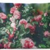 Sierkussens - Kussen - Mooie Roze Roos In Zomertuin - 60x40 Cm - Kussen Van Katoen