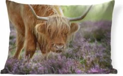 Sierkussens - Kussen - Grazende Schotse Hooglander - 50x30 Cm - Kussen Van Katoen -Pillowmonkey 1200x747 33