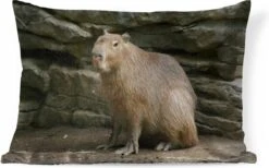 Sierkussens - Kussen - Een Capibara In Een Rotsachtige Omgeving - 50x30 Cm - Kussen Van Katoen 21 Sierkussens - Kussen - Een Capibara In Een Rotsachtige Omgeving - 50x30 Cm - Kussen Van Katoen -Pillowmonkey 1200x747 4