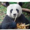 Buitenkussens - Tuin - Panda Die Bamboe Eet - 60x40 Cm -Pillowmonkey 1200x747 50