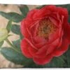 Buitenkussens - Tuin - Een Rode Pioenroos En Een Knop - 60x40 Cm -Pillowmonkey 1200x747 59