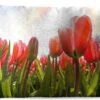 Buitenkussens - Tuin - Rode Tulpen In De Zon - 50x30 Cm -Pillowmonkey 1200x747 65