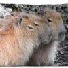 Sierkussen Capibara Voor Buiten - Drie Capibaras Die Op Een Rij Rusten - 50x30 Cm - Rechthoekig Weerbestendig Tuinkussen / Tuinmeubelkussen Van Polyester