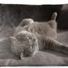 Buitenkussens - Tuin - Kat Op Een Grijze Stoel - 50x30 Cm -Pillowmonkey 1200x747 68