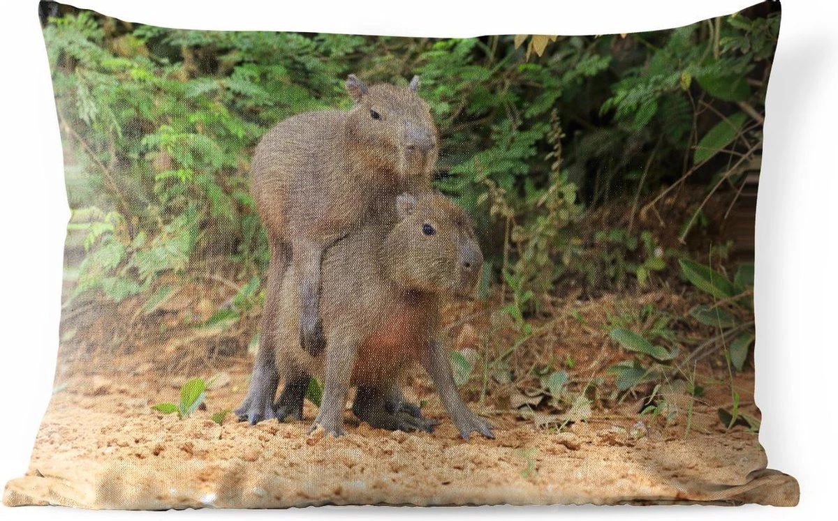 Sierkussen Capibara Voor Buiten - Twee Capibara Jongen Spelen Met Elkaar - 50x30 Cm - Rechthoekig Weerbestendig Tuinkussen / Tuinmeubelkussen Van Polyester 3 Sierkussen Capibara Voor Buiten - Twee Capibara Jongen Spelen Met Elkaar - 50x30 Cm - Rechthoekig Weerbestendig Tuinkussen / Tuinmeubelkussen Van Polyester