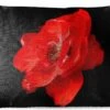Buitenkussens - Tuin - Een Rode Pioenroos Op Een Zwarte Achtergrond - 50x30 Cm