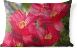 Buitenkussens - Tuin - De Rode Pioenrozen In De Natuur - 60x40 Cm
