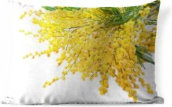 Buitenkussens - Tuin - Veel Mimosa Planten Op Een Witte Achtergrond - 50x30 Cm