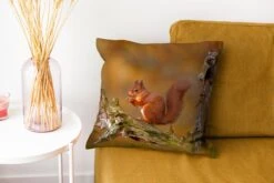 Sierkussens - Kussentjes Woonkamer - 40x40 Cm - Rode Eekhoorn In De Herfst 13 Sierkussens - Kussentjes Woonkamer - 40x40 Cm - Rode Eekhoorn In De Herfst -Pillowmonkey 1200x800 1835