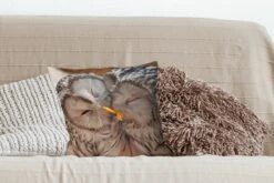 Sierkussen - Uilen Vogels Snavel Familie - Multicolor - 40 Cm X 40 Cm -Pillowmonkey 1200x800 1890