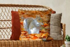 Sierkussens - Kussentjes Woonkamer - 50x50 Cm - Eekhoorn Tussen De Herfstbladeren -Pillowmonkey 1200x800 2283