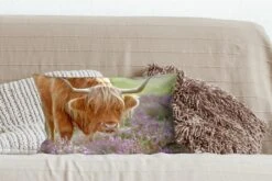 Sierkussens - Kussen - Grazende Schotse Hooglander - 50x30 Cm - Kussen Van Katoen -Pillowmonkey 1200x800 2496