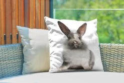 Buitenkussens - Tuin - Zittend Konijn Fotoafdruk - 50x50 Cm -Pillowmonkey 1200x800 2756