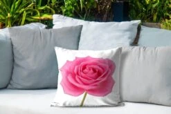 Sierkussen Roze Roos Voor Buiten - Close-up Van Enkele Roze Roos Op Witte Achtergrond - 40x40 Cm - Vierkant Weerbestendig Tuinkussen / Tuinmeubelkussen Van Polyester 10 Sierkussen Roze Roos Voor Buiten - Close-up Van Enkele Roze Roos Op Witte Achtergrond - 40x40 Cm - Vierkant Weerbestendig Tuinkussen / Tuinmeubelkussen Van Polyester -Pillowmonkey 1200x800 2761