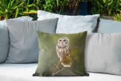 Buitenkussens - Tuin - Bruine Uil Op Een Dun Takje - 45x45 Cm -Pillowmonkey 1200x800 2881