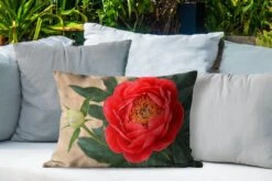 Buitenkussens - Tuin - Een Rode Pioenroos En Een Knop - 60x40 Cm -Pillowmonkey 1200x800 2980
