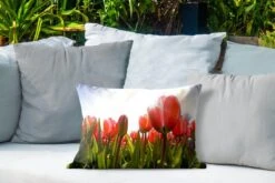 Buitenkussens - Tuin - Rode Tulpen In De Zon - 50x30 Cm -Pillowmonkey 1200x800 3032