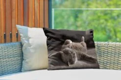 Buitenkussens - Tuin - Kat Op Een Grijze Stoel - 50x30 Cm -Pillowmonkey 1200x800 3047