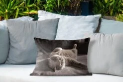 Buitenkussens - Tuin - Kat Op Een Grijze Stoel - 50x30 Cm -Pillowmonkey 1200x800 3048