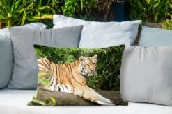 Buitenkussens - Tuin - Siberische Tijger Op Een Tak - 60x40 Cm -Pillowmonkey 1200x800 3112