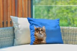 Buitenkussens - Tuin - Kat Met Blauwe Lucht - 50x30 Cm -Pillowmonkey 1200x800 3135