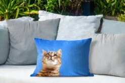 Buitenkussens - Tuin - Kat Met Blauwe Lucht - 50x30 Cm -Pillowmonkey 1200x800 3136