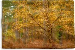 Kussenhoes 60x40 Cm - Gouden Bladeren In De Bossen Van Het Engelse Nationaal Park New Forest - Katoen / Polyester - Voor Binnen