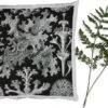 Sierkussens - Kussentjes Woonkamer - 40x40 Cm - Mos - Botanisch - Vintage - Zwart Wit - Schimmel Tekening