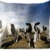 Sierkussen Friese Koe Voor Buiten - Een Grote Kudde Friese Koeien - 45x45 Cm - Vierkant Weerbestendig Tuinkussen / Tuinmeubelkussen Van Polyester -Pillowmonkey 1200x979 81