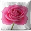 Sierkussen Roze Roos Voor Buiten - Close-up Van Enkele Roze Roos Op Witte Achtergrond - 40x40 Cm - Vierkant Weerbestendig Tuinkussen / Tuinmeubelkussen Van Polyester